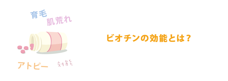 ビオチンの酵素としての効能とは？